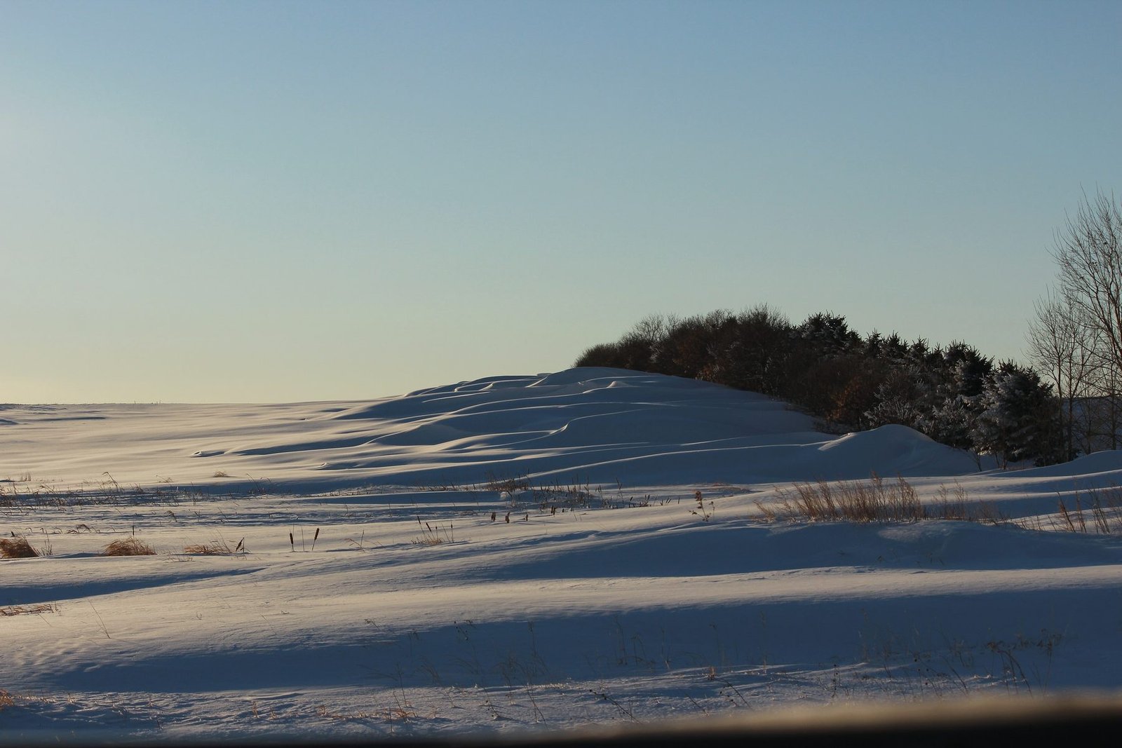 Wind-sculpted snow drifts across open prairie at dusk, with a shelterbelt of trees