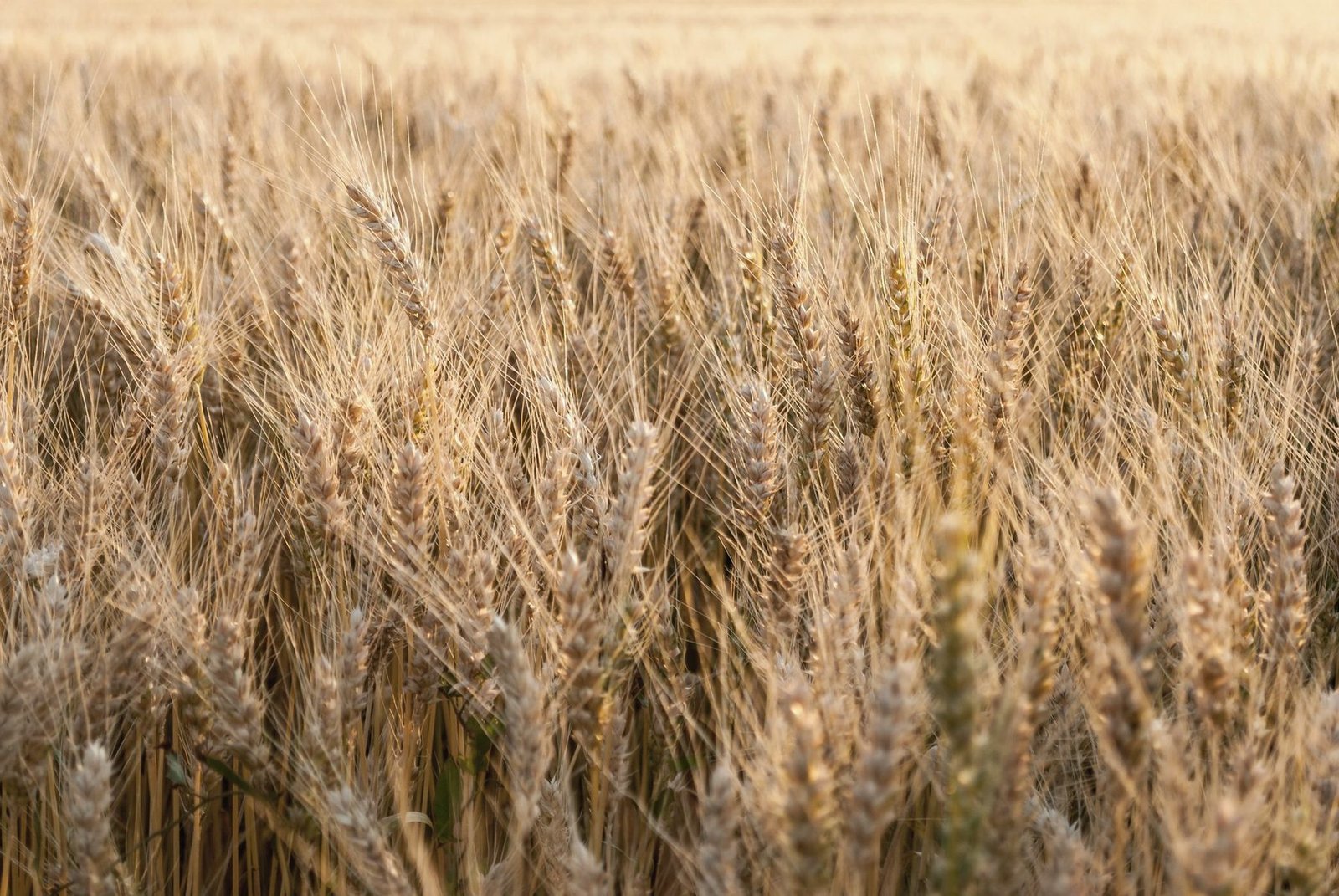 Close view of ripe wheat heads in late summer light